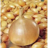 Цибуля сіянка Радар 100 г