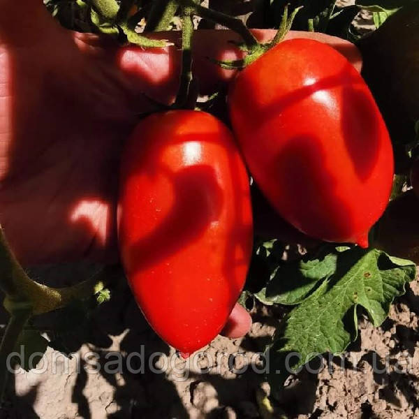 Томат Сімон INX 3001 F1 Іннова Сідс | Innova Seeds 100 шт