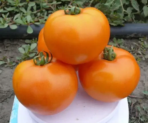 Насіння томату Солідо F1 (Solido F1) Spark Seeds 2500