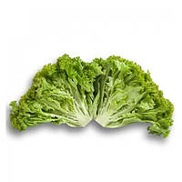 Салат Локарно Rijk Zwaan 30 насінин