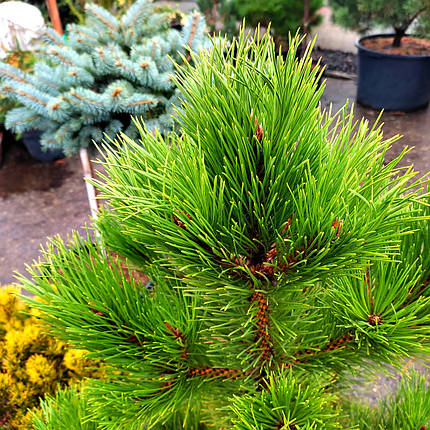 Сосна чорна Хорнібрукіана / С35 / h 90 / Pinus Hornibrookiana, фото 2