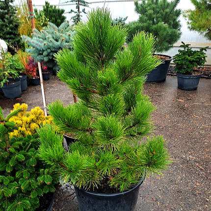 Сосна чорна Хорнібрукіана / С35 / h 90 / Pinus Hornibrookiana, фото 1