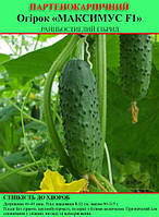 Насіння огірка "Максимус F1" 100 г (партенокарпічний)