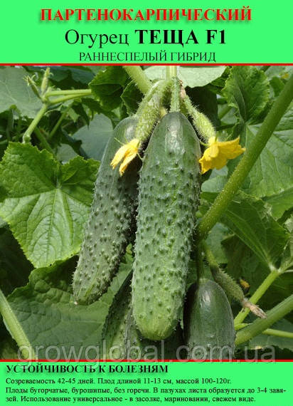 Насіння огірка "Теща F1" 100 г (партенокарпічний)
