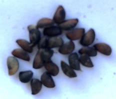 Бархат амурський. (Phellodendron Amurense). Насіння. Цена за 25 штук.