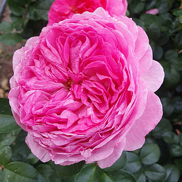 Модерн Арт (Modern Art)