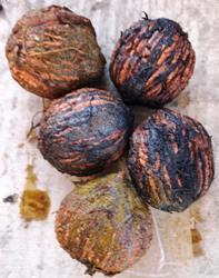 Горіх чорний (Juglans nigra). Семена. Цена за 5 штук.