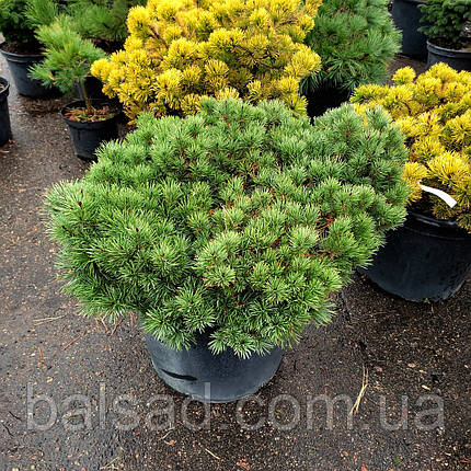 Сосна Бевроненсіс / С45 / d 60-70 / Pinus Beuvronensis, фото 1