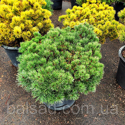 Сосна Бевроненсіс / С45 / d 60-70 / Pinus Beuvronensis, фото 3