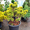 Сосна гірська Карстен / С45 / h 60-70 / Pinus mugo Carsten, фото 7