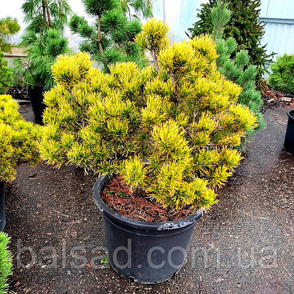 Сосна гірська Карстен / С45 / h 60-70 / Pinus mugo Carsten, фото 1