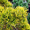 Сосна гірська Карстен / С45 / h 60-70 / Pinus mugo Carsten, фото 8