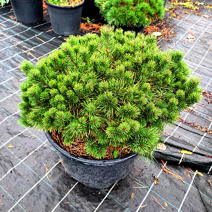 Сосна звичайна Бевроненсіс / d 50-60 / Pinus Beuvronensis, фото 1