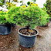 Сосна густоквіткова / С35 / d 70-90 / Pinus densiflora, фото 7