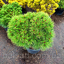 Сосна густоквіткова / С35 / d 70-90 / Pinus densiflora, фото 4