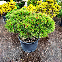 Сосна густоквіткова / С35 / d 70-90 / Pinus densiflora, фото 3