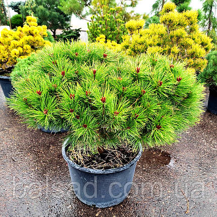 Сосна густоквіткова / С35 / d 70-90 / Pinus densiflora, фото 1