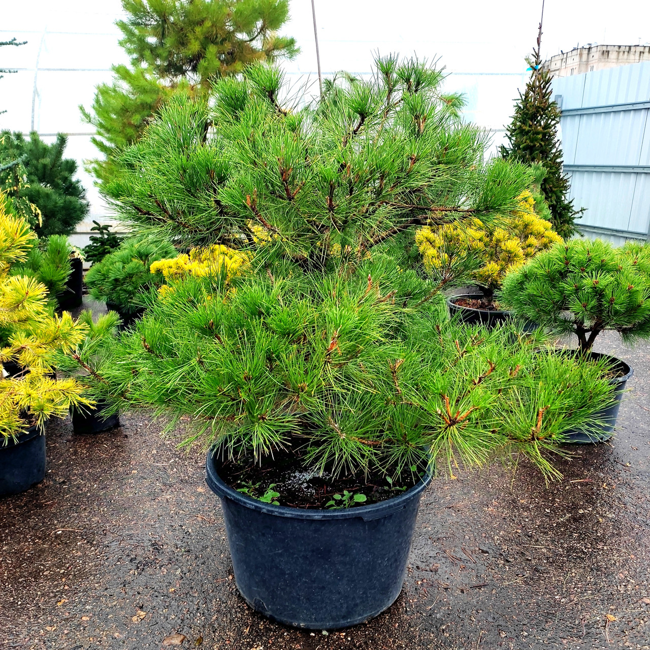 Сосна чорна Нівакі / С90 / h 100-110 / Pinus nigra Nivaki