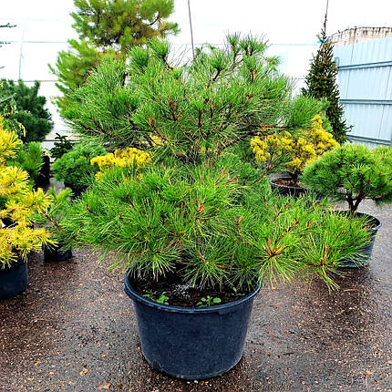 Сосна чорна Нівакі / С90 / h 100-110 / Pinus nigra Nivaki, фото 1
