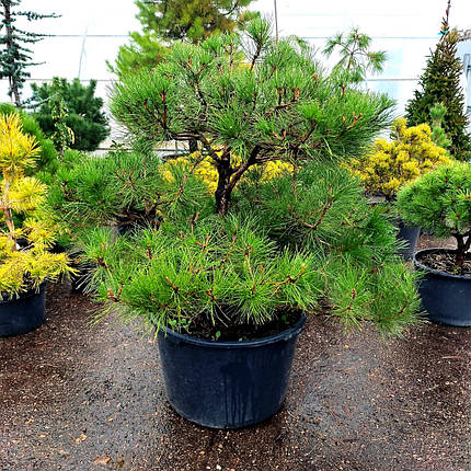 Сосна чорна Нівакі / С90 / h 100-110 / Pinus nigra Nivaki, фото 2