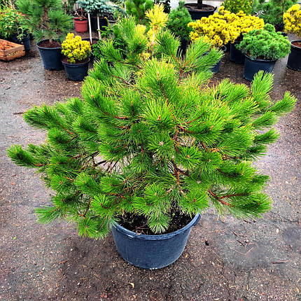 Сосна чорна Нівакі / С90 / h 100-110 / Pinus nigra Nivaki, фото 1