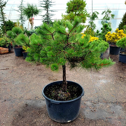 Сосна чорна Нівакі / С90 / h 100-110 / Pinus nigra Nivaki, фото 3