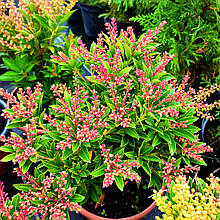 Пієріс японський Прелюд / Pieris japonica Prelude