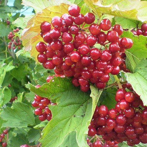 Калина Садова