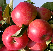 Яблуня Олена. (54-118). Раннєлітній сорт