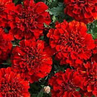 Чорнобривці Фаєр Бол (Fireball) — 10 шт НОВИНКА Pan American, США