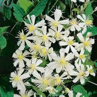 Клематис видовий. (Фаргезіїдес).  ВКС. Н=0,6-0,8 м білі суцвіття.