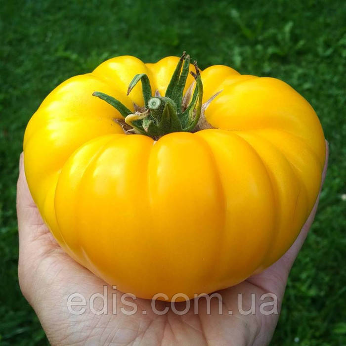 Томат Лимонний гігант 0,1 г, насіння Яскрава