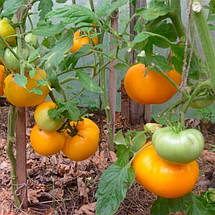 Томат Хурма (низькорослий, крупний) 0,1 г, насіння Яскрава, фото 4