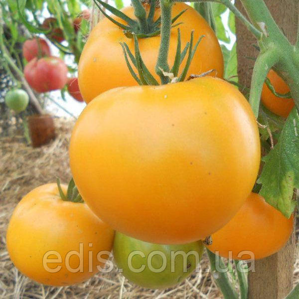 Томат Хурма (низькорослий, крупний) 0,1 г, насіння Яскрава
