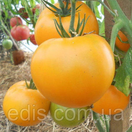 Томат Хурма (низькорослий, крупний) 0,1 г, насіння Яскрава, фото 1