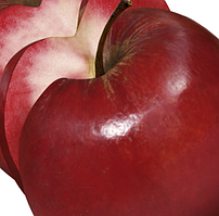 Яблуня Сирена. (М.26). Червоном'ясий літній сор.