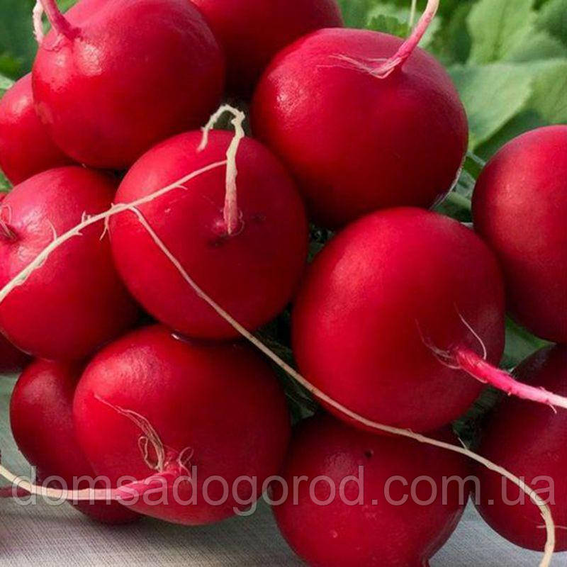 Редис Меліто F1 Хазера | Melito F1 Hazera 50 000 насінин (фр 2,60-3,00 мм)