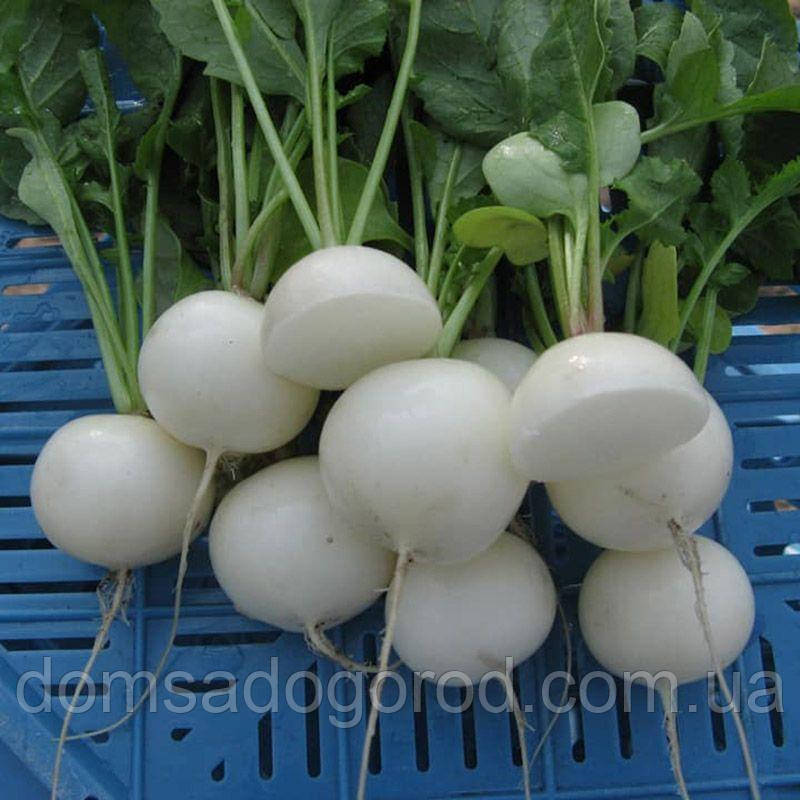 Редис Вайтелла F1 Хазера | Vaytella F1 Hazera ( 3.0 - 3.2 ) 10 000 н