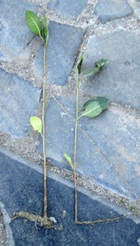 Вишня коренесильна місцева. Відкопки., фото 1