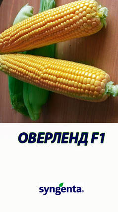 Насіння кукурудзи «Оверленд F1» 100 000 шт., фото 3