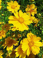 Кореопсіс Зорений кінд. (Жовта ромашка). Розсада в контейнерах Д5.