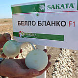 Белло Бланко F1 насіння цибулі Sakata Японія 200 шт, фото 4
