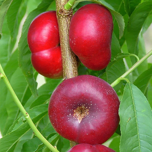 Саджанці нектарина сорт Концентина (середнього терміну дозрівання)