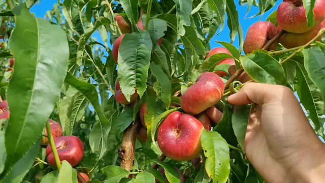 Нектарин інжирний «Концеттина» Нектарин інжирний «Концеттина»