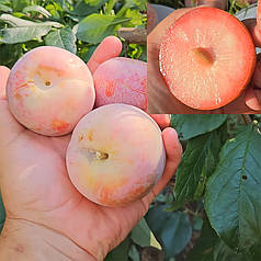 Гібрид сорт Дапл Денді, підщепа алича