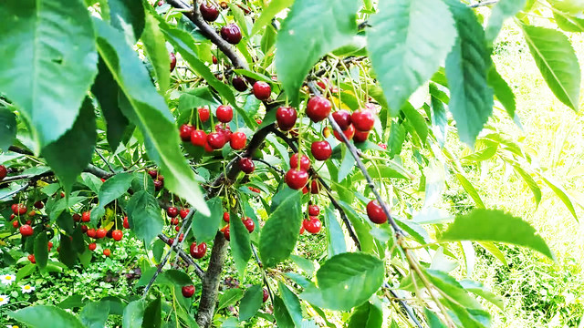 Саджанці вишні сорт Тургенівка Саджанці вишні сорт Тургенівка