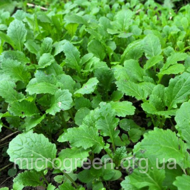 Насіння Гірчиця Флорида широколисна мікрозелень | бебі листя | доросла зелень (import)