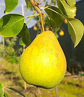 Груша "Лимонка"