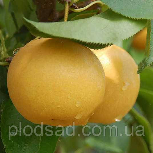 Груша азійський "Пінго ли"