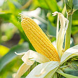 Насіння кукурудзи ДН Пульсація ФАО 210, фото 3
